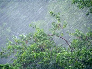 МЧС предупреждает: вечером 29 мая по Воронежской области сильные дожди и ураганный ветер