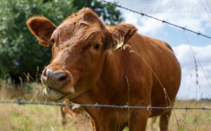 Воронежская область планирует экспортировать в Израиль говядину