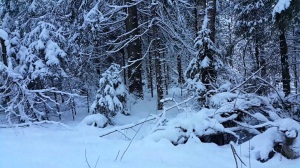 В Теллермановском лесу замерз заблудившийся мужчина