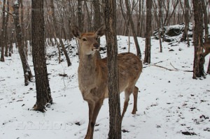 В Хоперском заповеднике браконьеры убили самку пятнистого оленя