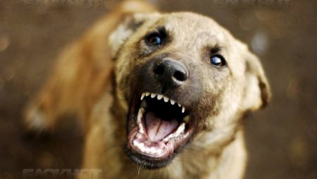 В Грибановском районе бешеная собака укусила женщину