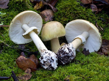 В Грибановском районе отравились грибами пять человек