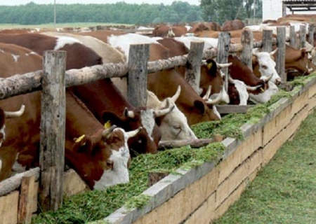 Воронежская область оказалась среди лидеров по развитию животноводства в 2017 году