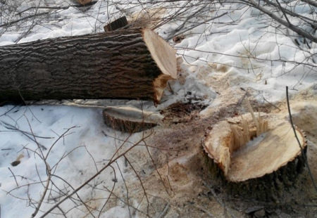 В Терновском районе местный житель напилил деревьев на 100 тысяч рублей