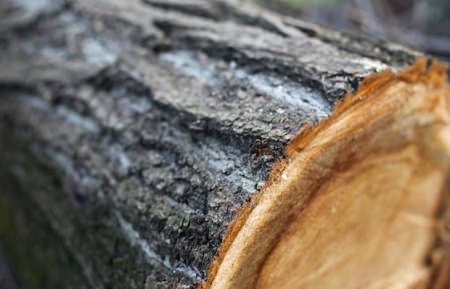 В Поворинском районе местные жители напилили деревьев на 120 тыс. рублей ущерба