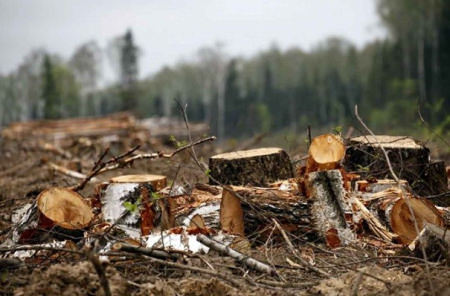 В Воронежской области за прошлый год насчитали 90 экологических преступлений
