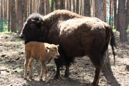 Опубликовано фото новорожденного воронежского бизона