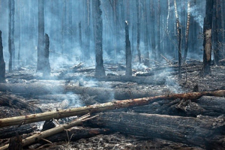 В Воронежской области за 2018 год выгорело 87 га леса