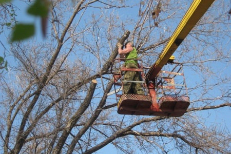 Почти миллион рублей потратит Борисоглебский округ на спил аварийных деревьев
