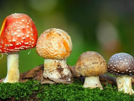 Шесть человек отравились грибами с начала года в Воронежской области