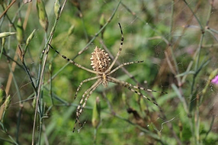 В Воронежской области обнаружили редкого пустынного паука
