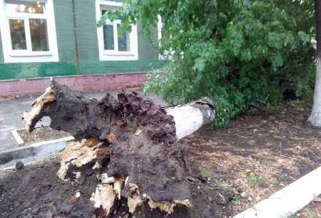 В Борисоглебске многолетняя береза рухнула на здание школы-интерната
