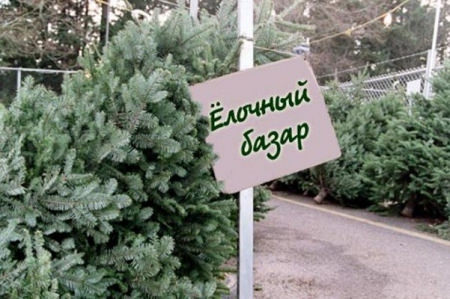 Где и когда в Борисоглебске можно будет купить новогоднюю елку