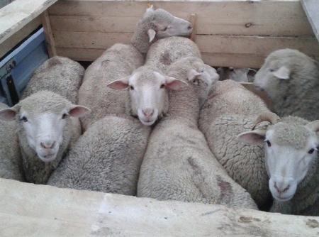 Под Борисоглебском сотрудники ДПС задержали 300 овец