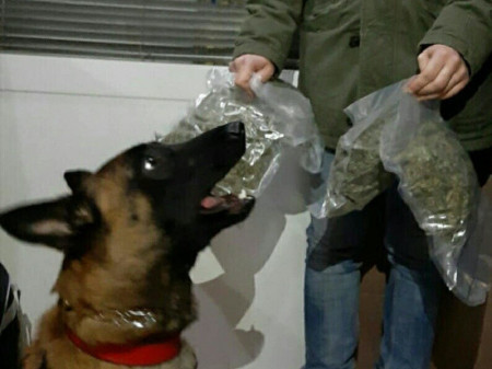 В Грибановском районе служебные собаки помогли полицейским найти почти 3-х кг наркотиков