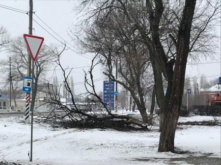 Дерево стало жертвой стихии в Борисоглебске