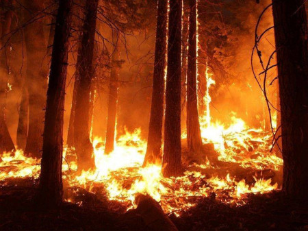 Больше 740 га лесов горело за лето в Воронежской области