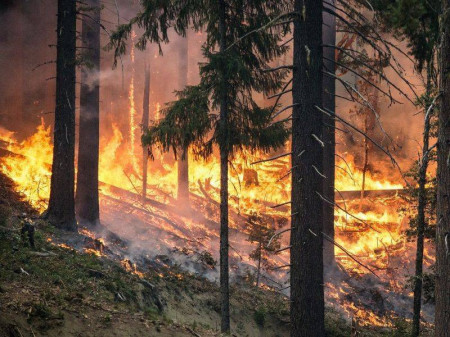 Высший класс пожароопасности объявили спасатели в Воронежской области