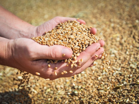 В Борисоглебском округе аграрии собрали рекордный урожай пшеницы