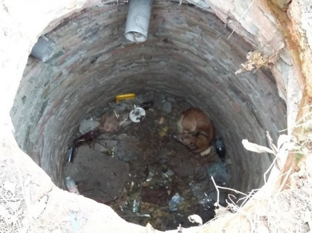 О спасении собаки из старого канализационного колодца рассказала Борисоглебская «Служба Добровольцев»