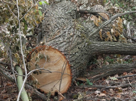 В Новохопёрском районе на дрова срубили дуб за полмиллиона рублей