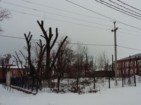 Более 30-ти деревьев уничтожили в Борисоглебске ради создания «Ботанического сада»