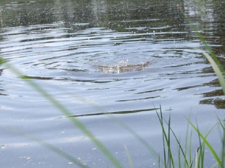 В Терновском пруду утонул 42-летний мужчина