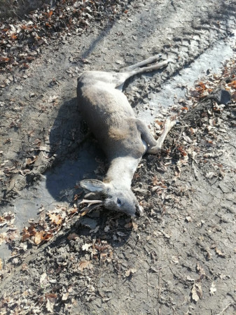 Борисоглебские охотоведы поймали браконьеров с незаконной добычей в Грибановском районе