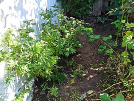 Наркосодержащие растения нашли во дворе дома воронежца