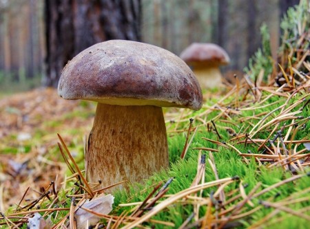 Пять жителей Воронежской области умерли от отравления грибами