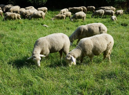 За 25 млн рублей выставили на продажу овечью ферму под Борисоглебском