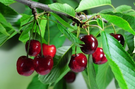 Центр вишневого туризма: в Новохоперском районе появится вишневый сад и сад ягодных растений за 1 млрд рублей