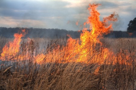 Число ландшафтных пожаров в Воронежской области увеличилось в 40 раз
