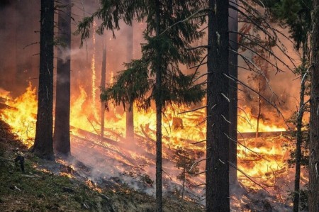 В Воронежской области продлили запрет на посещение лесов